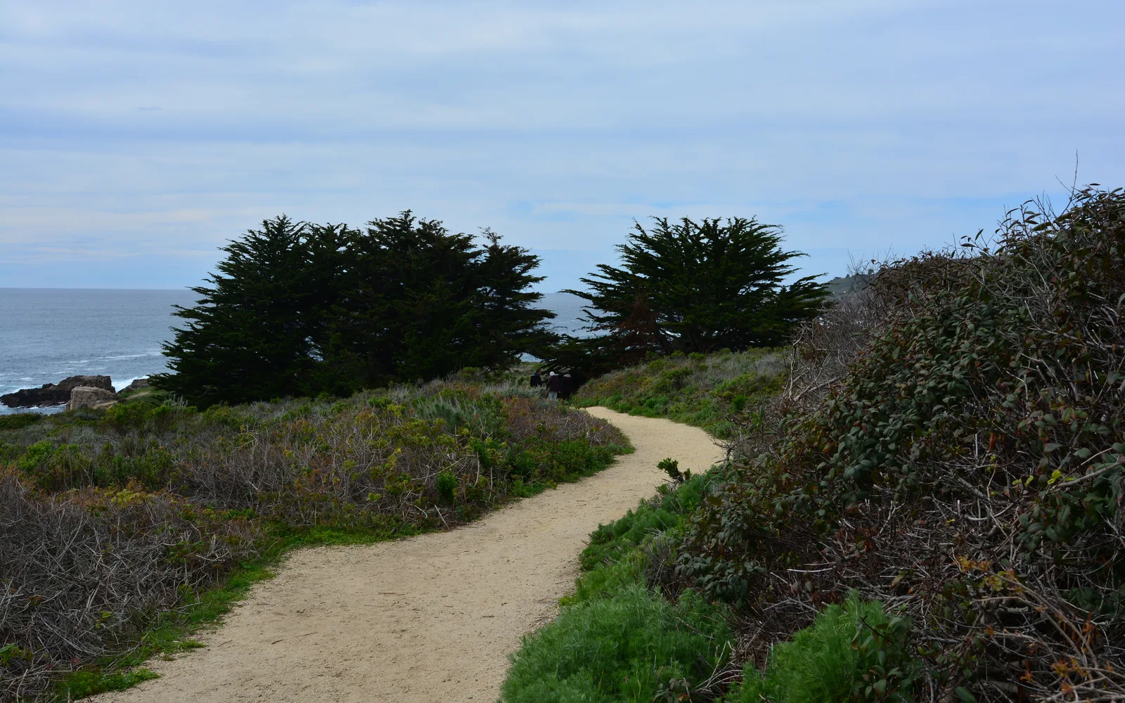 A coastal bluff trail through California coastal scrub with ocean views in the distance