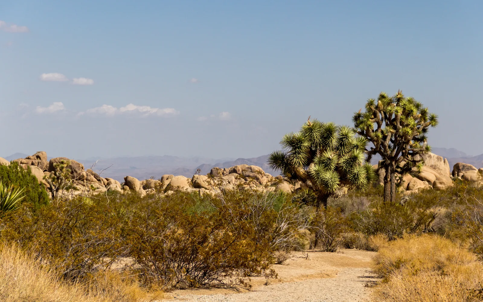 Desert landscape with scattered Joshua trees and rock formations under a clear sky